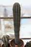 PACHYCEREUS PRINGLEY.jpg
